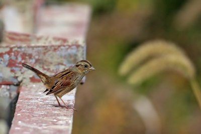 Swamp Sparrow