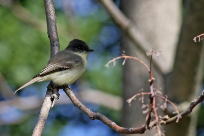 Eastern Phoebe