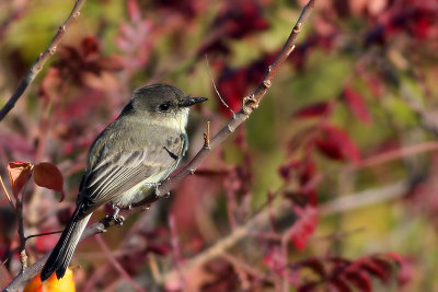 Eastern Phoebe