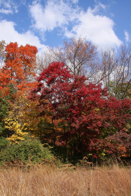Sugar Maple and Red Maple