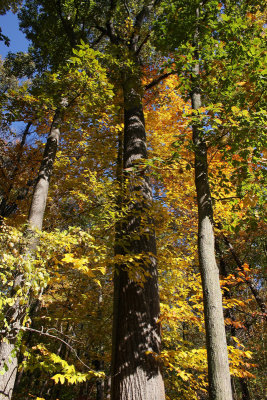 Tulip Poplar (Tulip Tree)