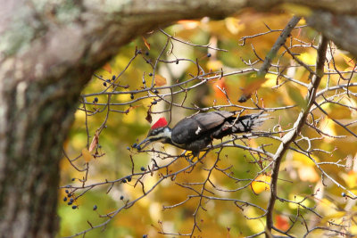 Pileated Woodpecker