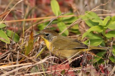 Common Yellowthroat