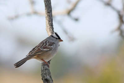 White-crowned Sparrow