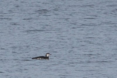Common Loon