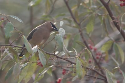 Cedar Waxwing