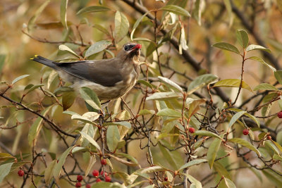 Cedar Waxwing