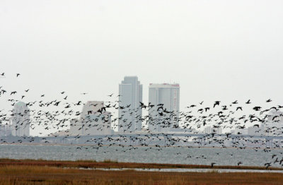Atlantic Brant