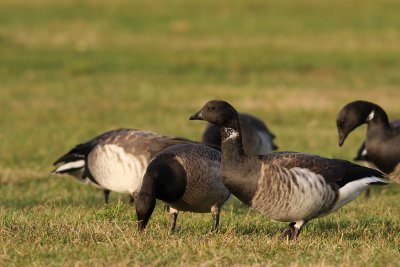 Atlantic Brant