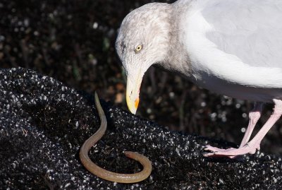 Herring Gull