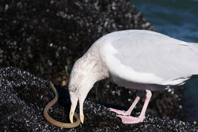 1.IMG_7302.JPG