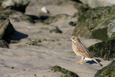 Ipswich Savannah Sparrow