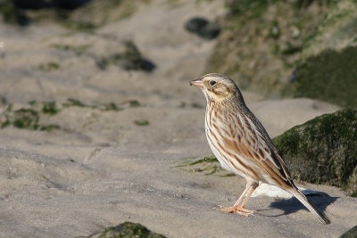 Ipswich Savannah Sparrow