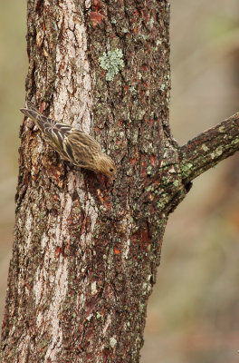 Pine Siskin