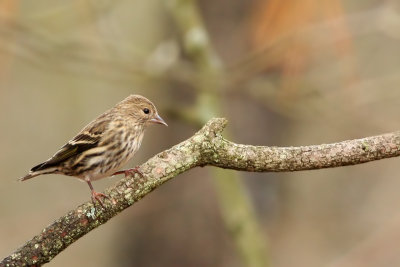 Pine Siskin