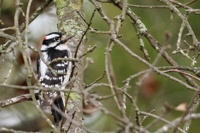 Downy Woodpecker