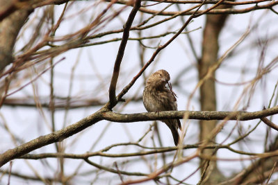 Pine Siskin