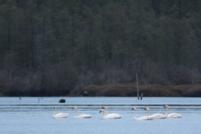 Tundra Swans