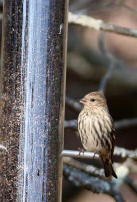 Pine Siskin