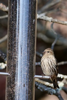 Pine Siskin