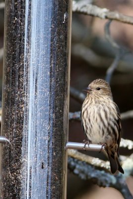 Pine Siskin