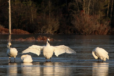 Tundra Swans