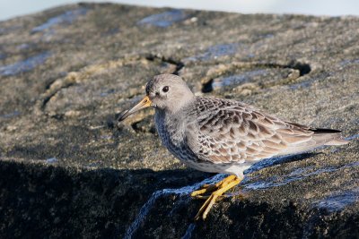 Purple Sandpiper