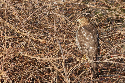 Cooper's Hawk