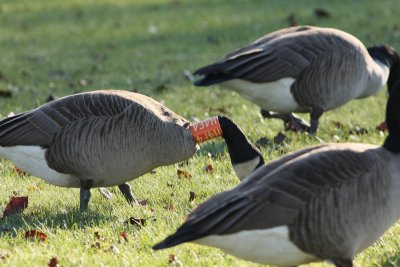 Neck-banded Canada Geese