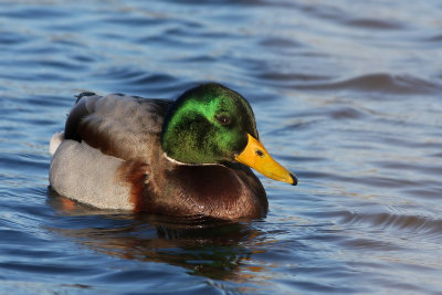 Mallard