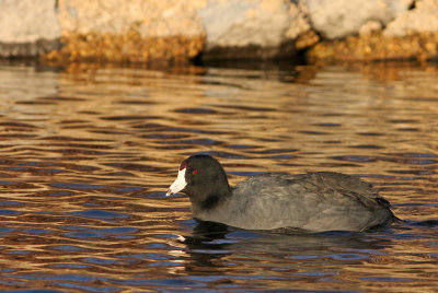 American Coot