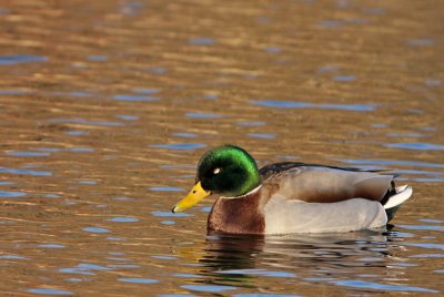 Mallard