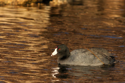 American Coot