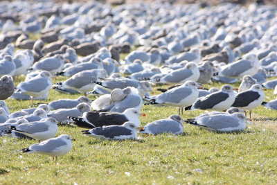 Just a few gulls