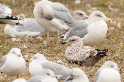 1st Winter Herring Gull