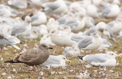 Herring Gull