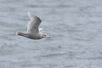 Glaucous Gull