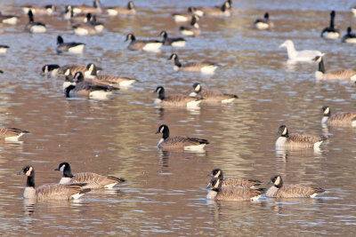 Lesser Canada Geese?