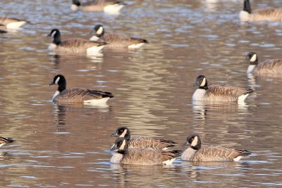 Closeup of Lesser Canada Geese...