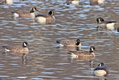 Cackling Goose and Lesser Canada Goose?