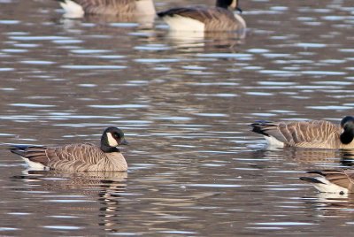 Closeup of Cackling Goose...