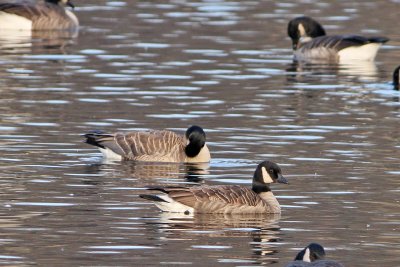 Closeup of suspected Lesser Canada Goose...