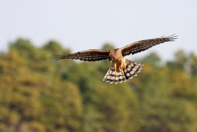 Northern Harrier