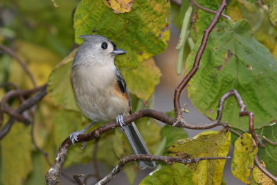 Tufted Titmouse