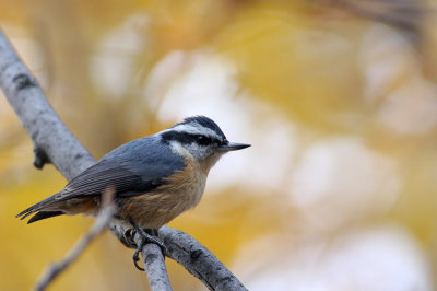 Red-breasted Nuthatch