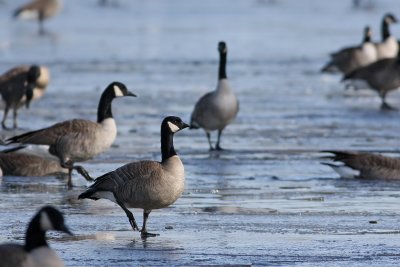 Cackling Goose