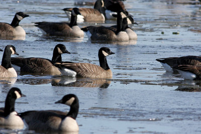 Cackling Goose
