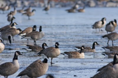 Cackling Goose