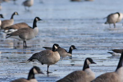 Cackling Goose