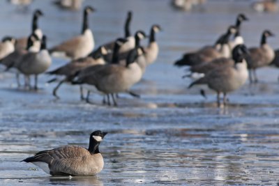 Cackling Goose